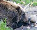 sleepy bear