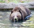 mighty Grizzly