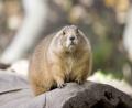 fat Prarie dog