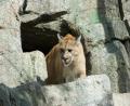 a big Puma