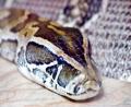 big fat snake