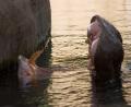 happy hippo