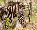 a zebra