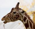 beautiful giraffe