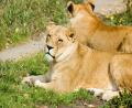 big cat