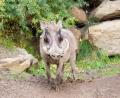 funny looking Warthog