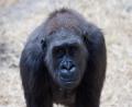 gorilla close up