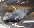 Caymen croc