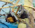 aussie fruit bat