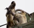 play fight