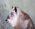 Japanese sheep goat thingy!!