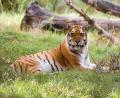 Siberian tiger