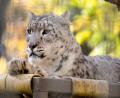 beautiful snow leopard