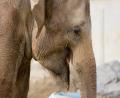 gentle giant
