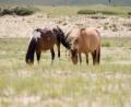 roaming-free