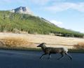 big horn sheep