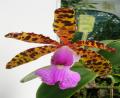 tiger orchid
