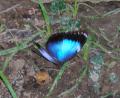 amazing butterfly