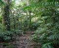 dense rainforest