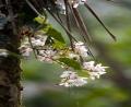 delicate tree flowers