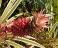 pineapple plant