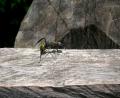 tiger ant