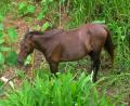 Brasilian horse