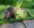 a little coati