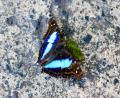 beautiful butterfly