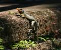 brasilian lizard