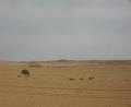 gobi-desert