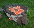 tree fungi