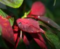 raindrop leaves