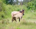 mare and foal