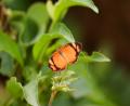 yet another butterfly!!