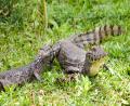 first view of Caiman