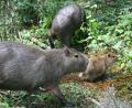 Capybara family