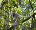 howler monkey