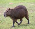 9 stone rodent!!