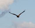 bird of prey