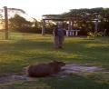 Rob and Capybara