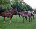 gaucho horses