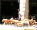 professional dog walker