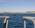 first whale sighting