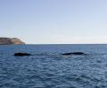Southern Right Whale