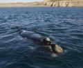South Right Whale Calf