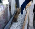 cute kitty