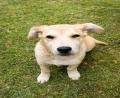 cute puppy