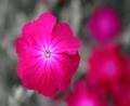 garden flowers