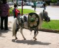 minature horse